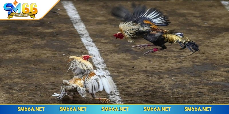 Cá cược chọi gà hấp dẫn