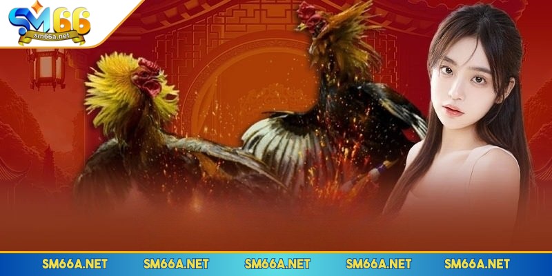 Đá Gà - Sảnh Cá Cược Ăn Khách Top Đầu Ở Tại SM66 1 Chi tiết về chuyên mục chọi gà