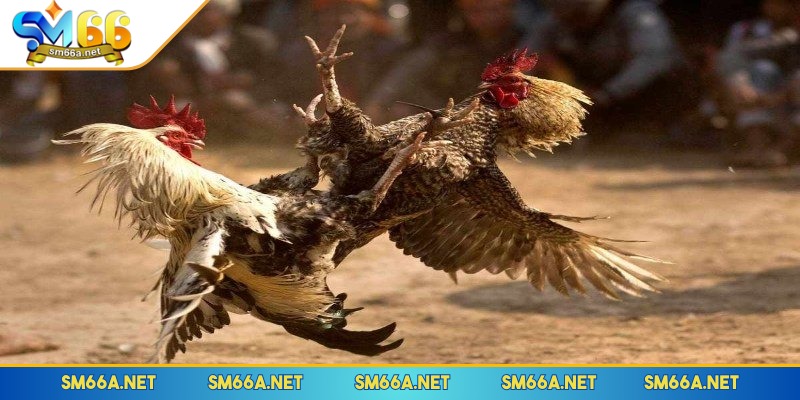 Sảnh đá gà Odin Gamecook